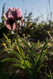 Al-Arz;Iris;Iris-Cedreti;Kaleidos;Kaleidos-images;Lebanon;Middle-East;Near-East;Proche-Orient;Tarek-Charara;Flowers;Endemic;Endangered-species;Endemic-species;Critically-endangered;Critically-endangered-species